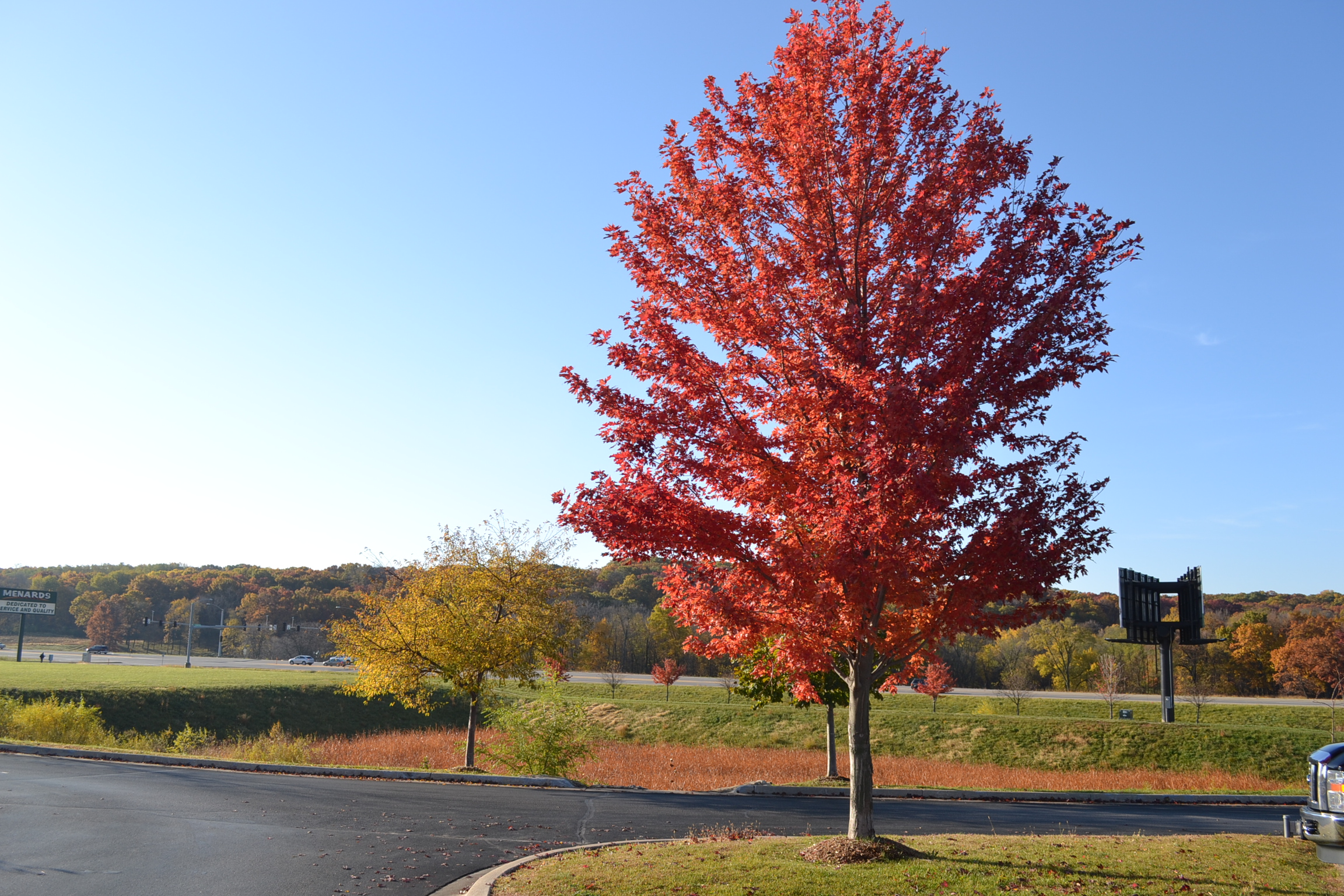 httpstreesautumn blaze maple