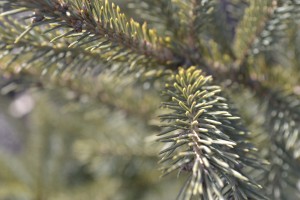 Black Hills Spruce Needles