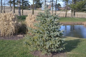 Colorado Blue Spruce