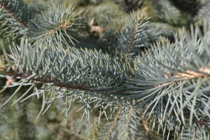 Colorado Blue Spruce