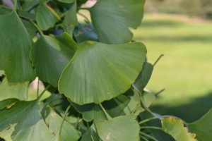 Ginkgo Leaves