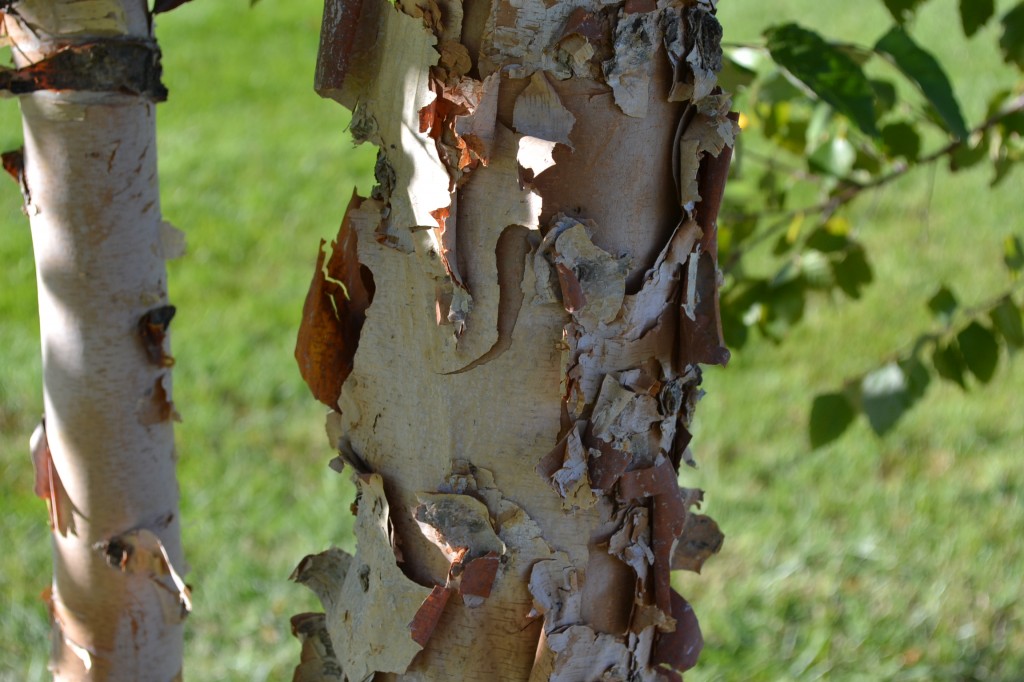 Heritage River Birch Growth Rate - River Birch Tree Pros And Cons