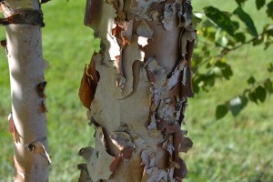 River Birch Bark