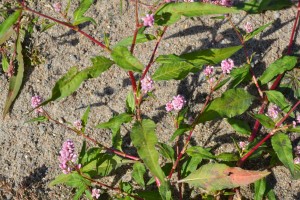 Smartweed