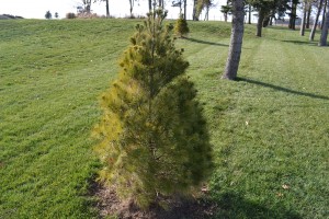 Eastern White Pine