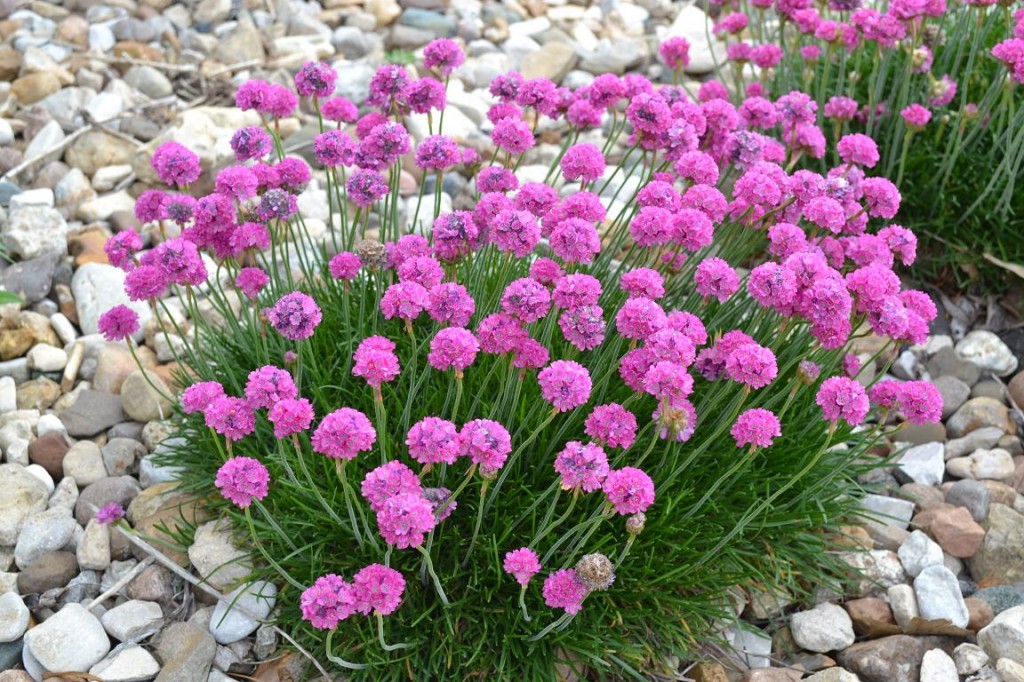 Early spring bloomers will add eye appeal to your landscape 