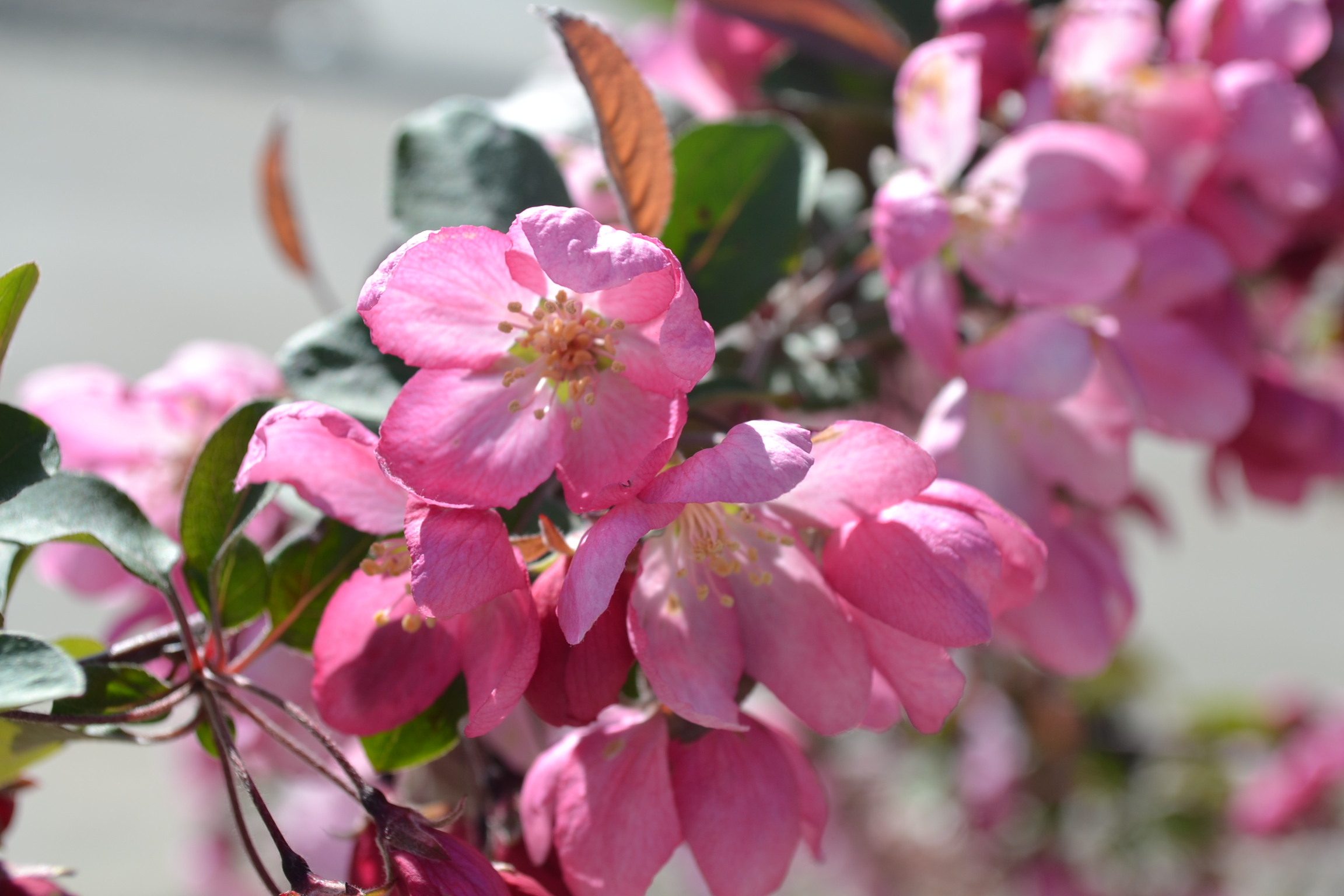 Indian Summer Crabapple is a early spring blooming ...