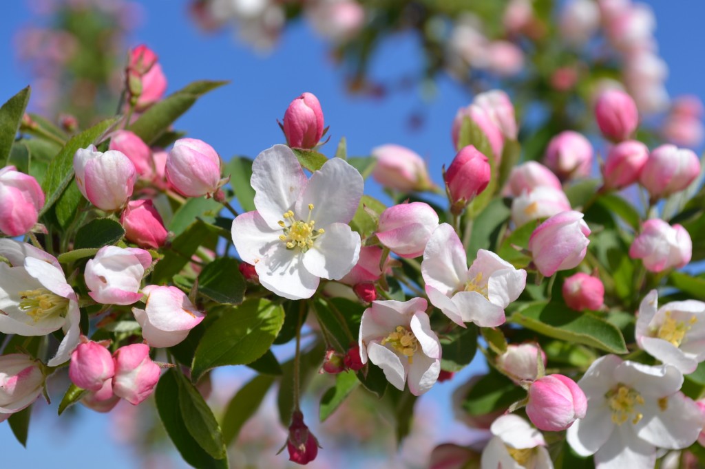 crabapple tyme pommier sauvage malus flowering depurazione gouttes flacon compte pharmacieveau yale