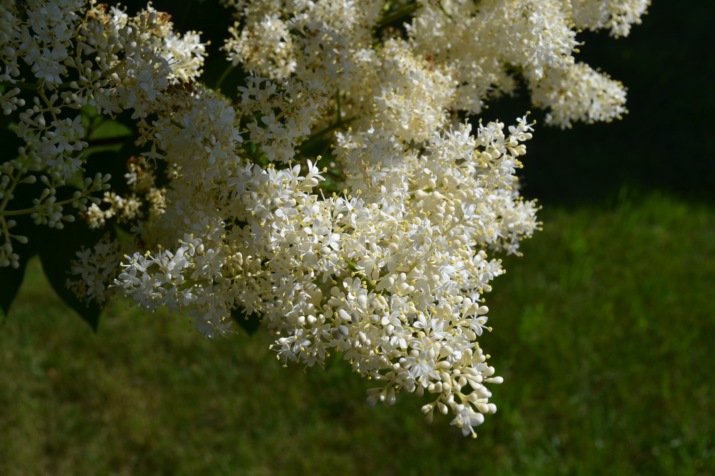 Japanese Tree Lilac is a late spring blooming ornamental tree. 