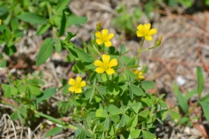 Yellow Woodsorrel Flowers