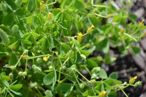 Yellow Woodsorrel