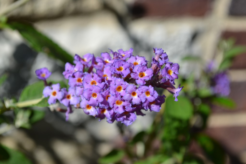 dwarf davidii buddleja