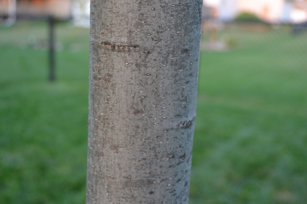 Pin oak trees have sharp pointed leaves and produce acorns 