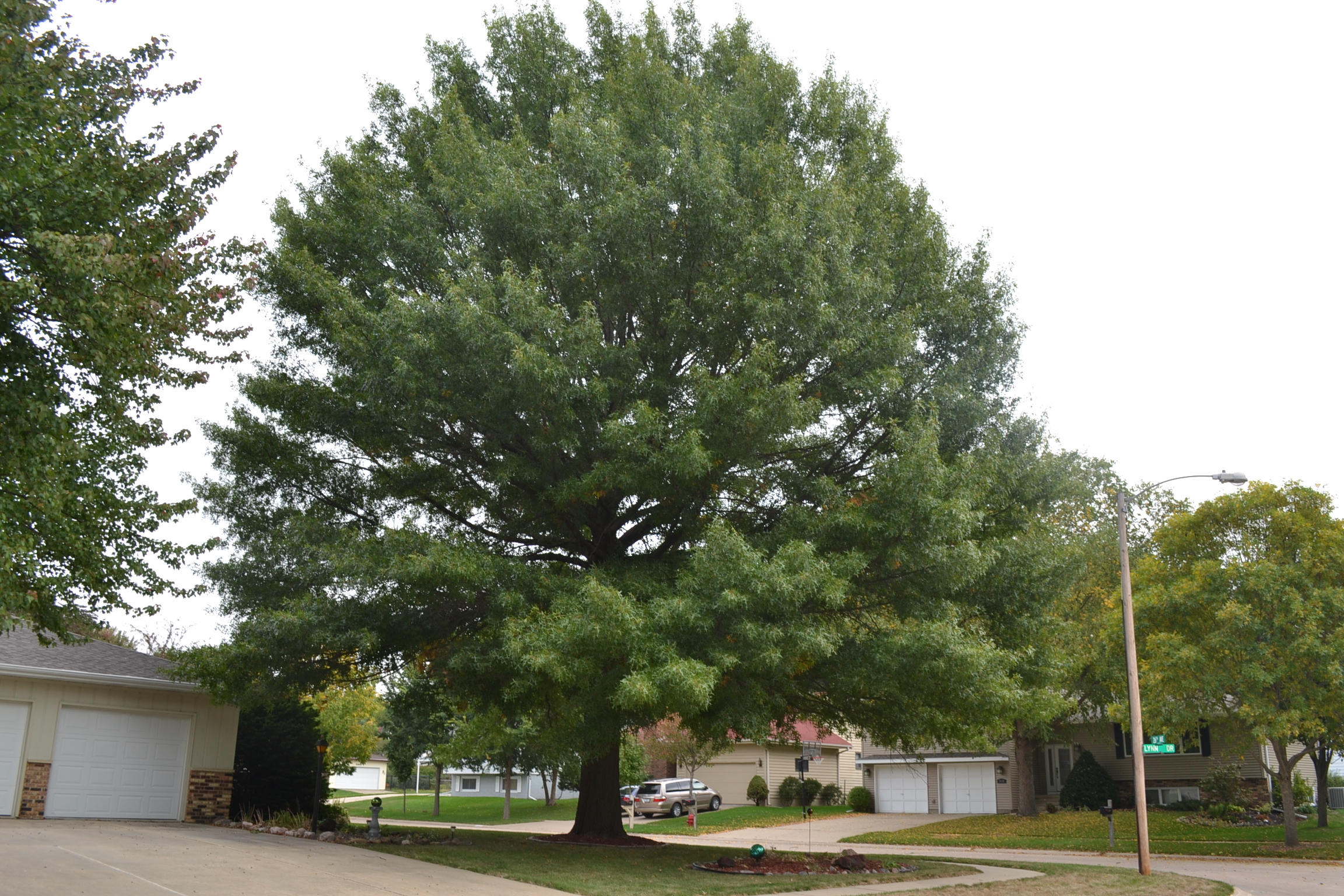 oak Leaf tree mature oak Leaf tree mature