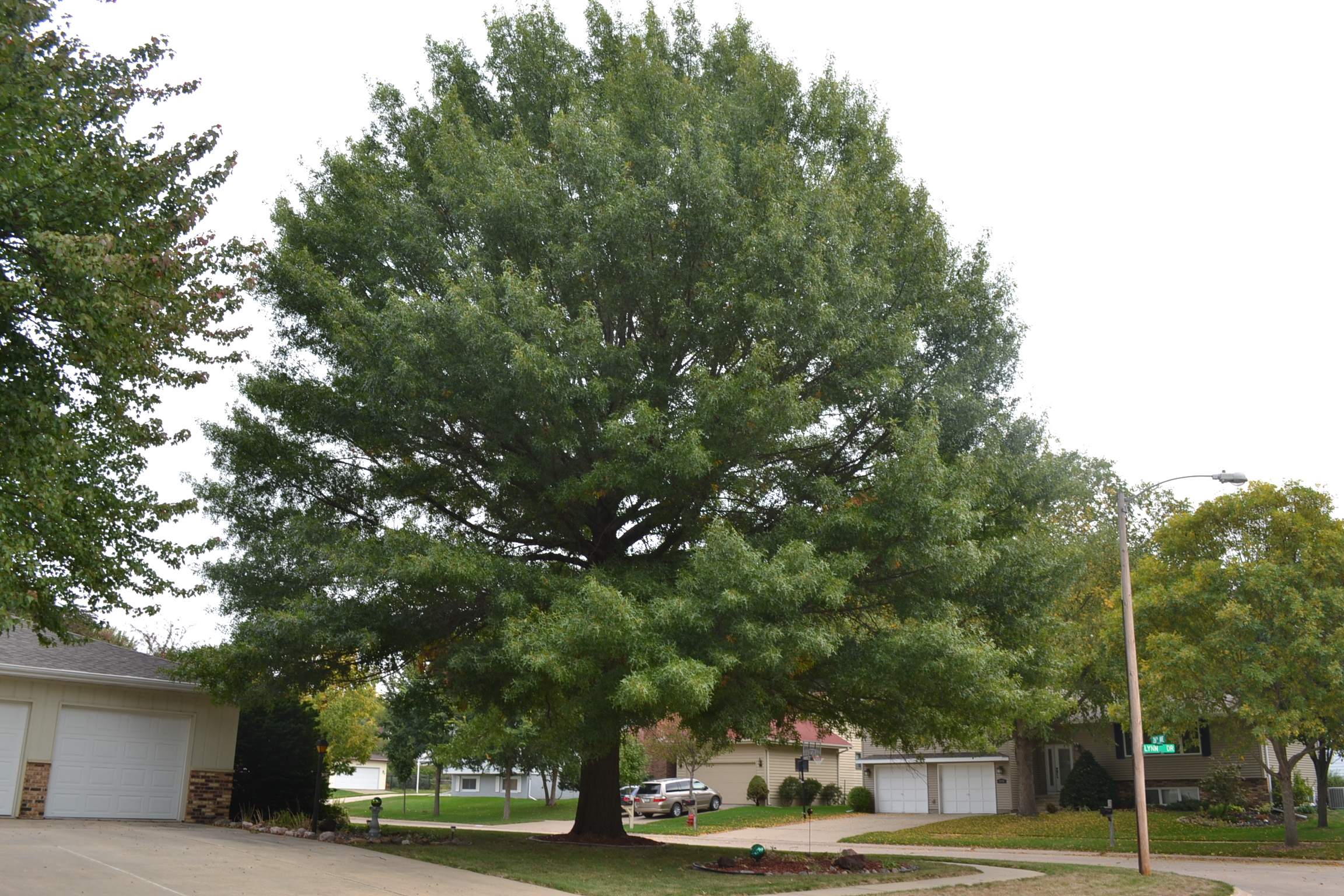 oak Leaf tree mature