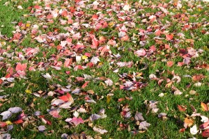 Fall Lawn Fertilizing