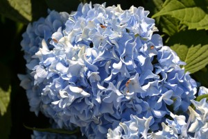 Fertilizing Shrubs
