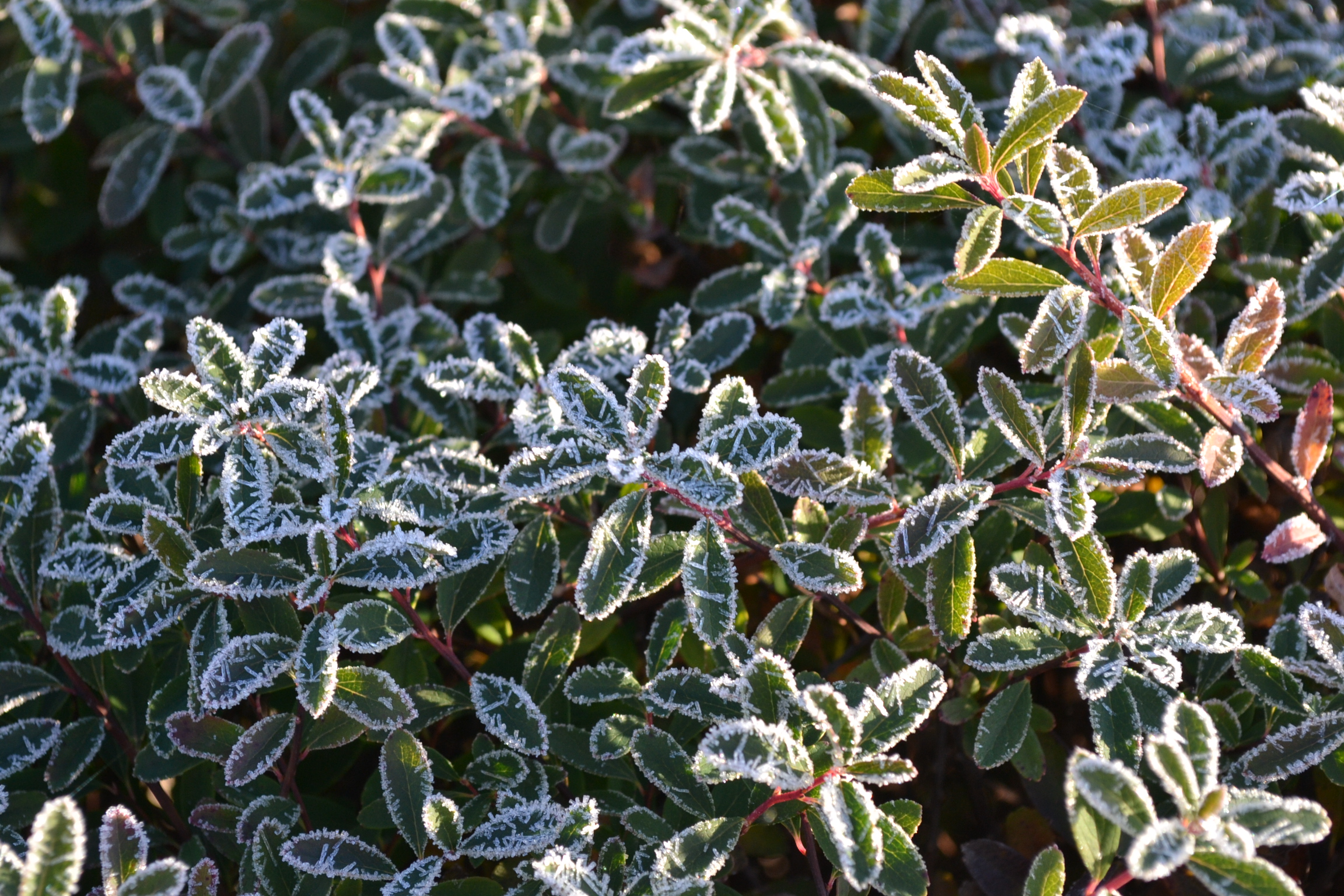 Freezing Frost