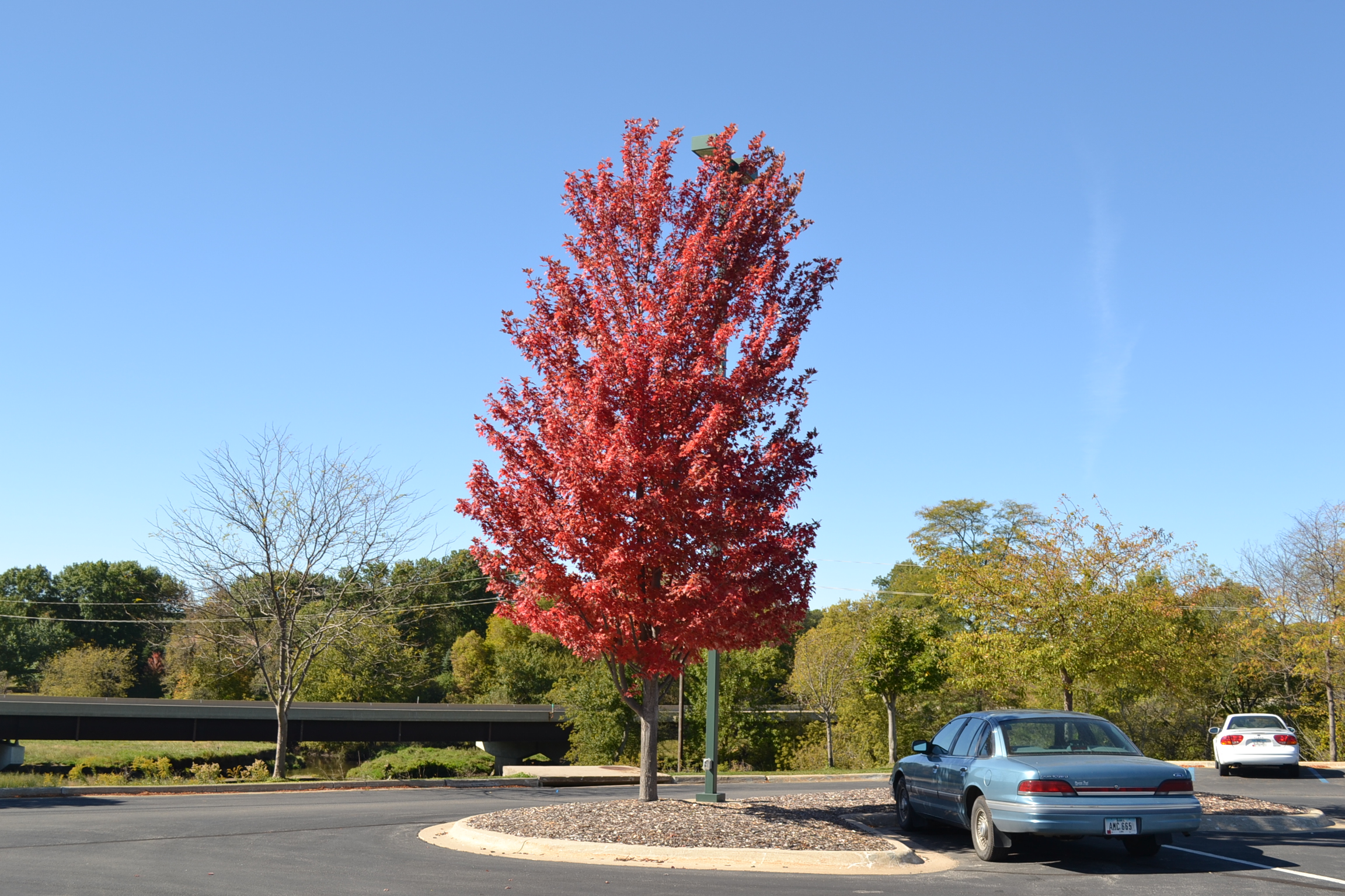 Shade Trees