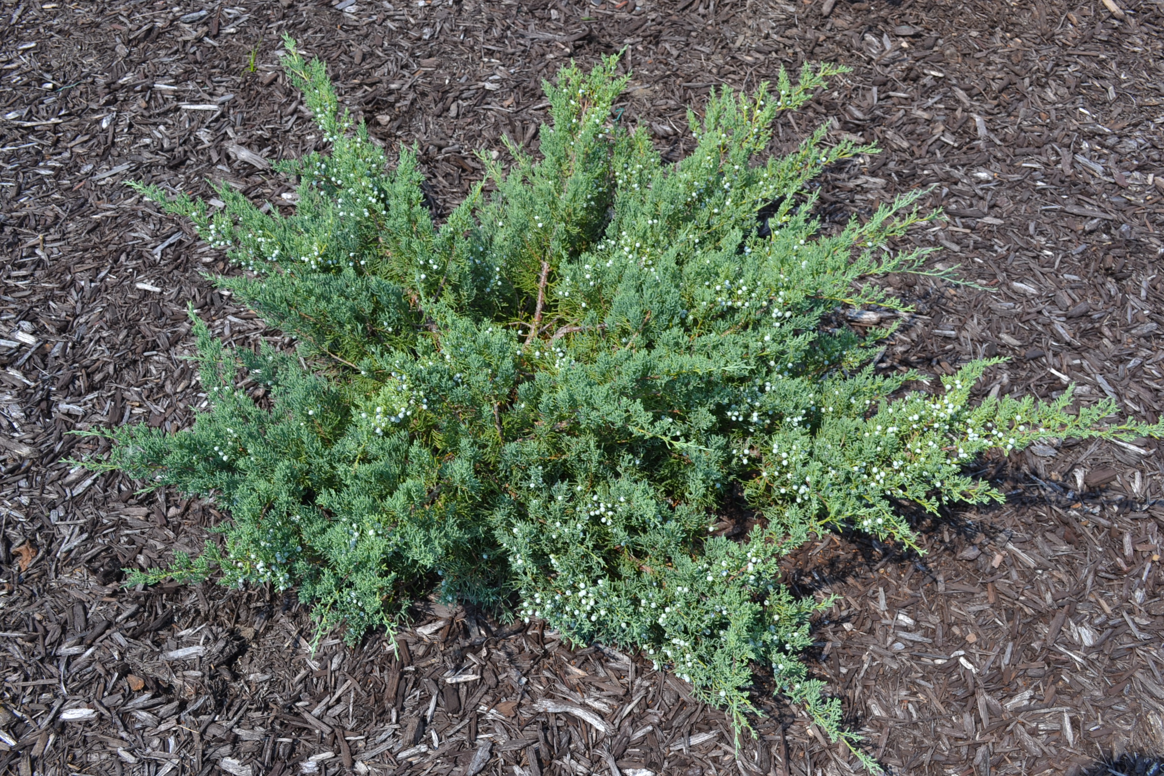 Winter Shrub Trimming