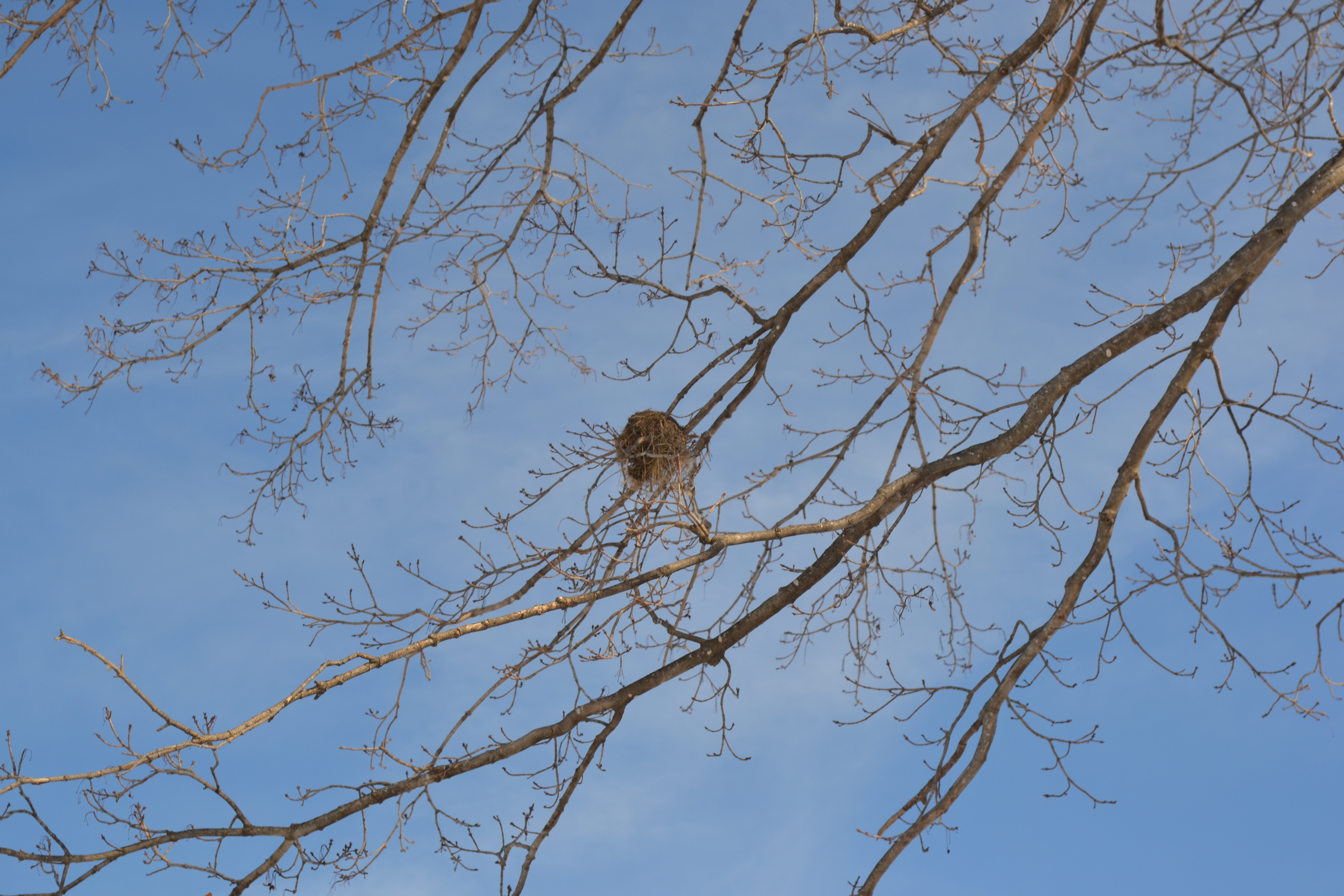 Winter Tree Pruning