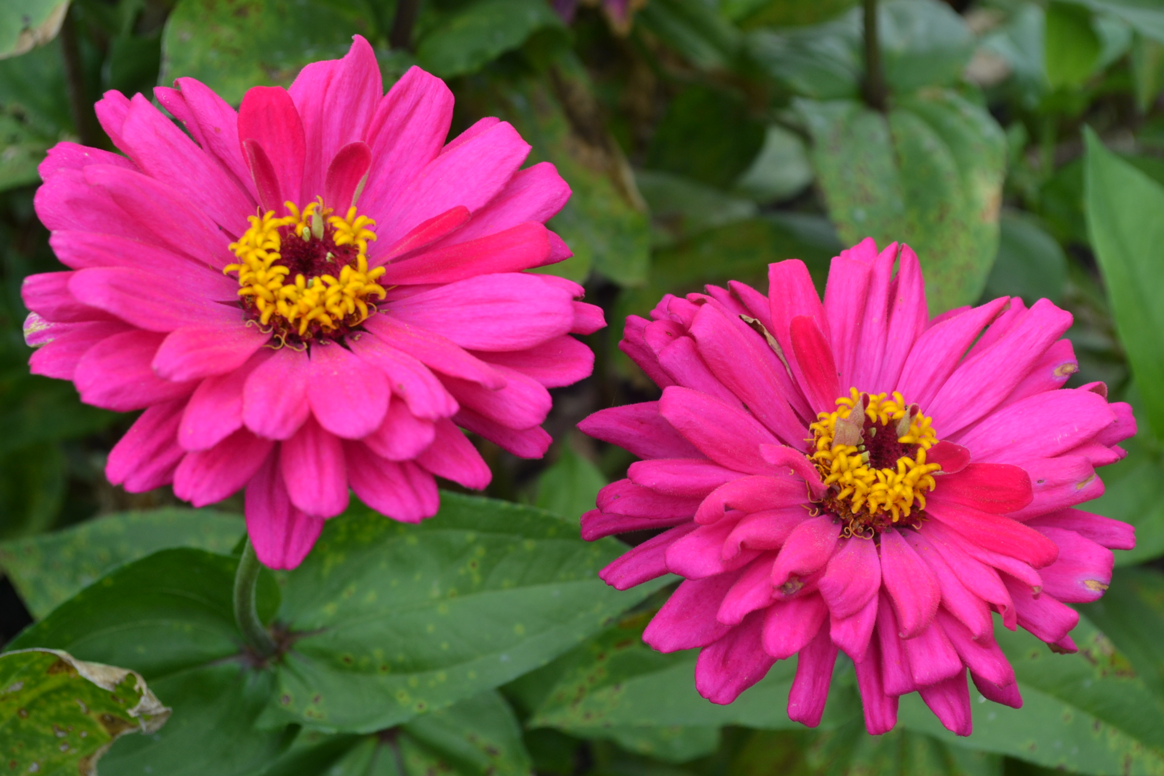 Bright Pink Flowers With Yellow Center Green Thumb Advice