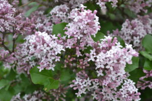 Dwarf Korean Lilac