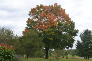 Green Mountain Sugar Maple