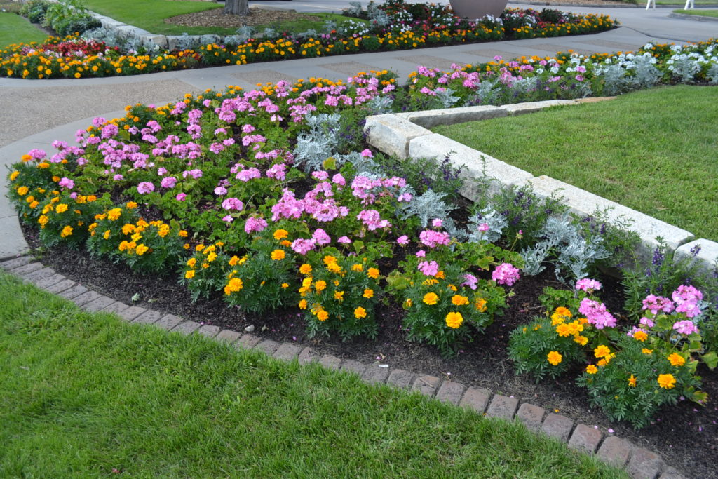 Flower Bed With Geranium Marigold And Dusty Miller Green Thumb Advice flower-bed-with-geranium-marigold-and-dusty-miller-green-thumb-advice