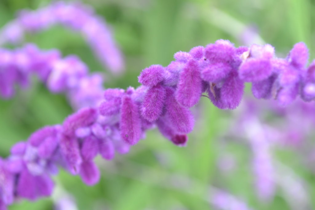 Fuzzy Purple Lavender Flower Cluster Green Thumb Advice