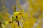 Insect on Forsythia Yellow Flower Shrub