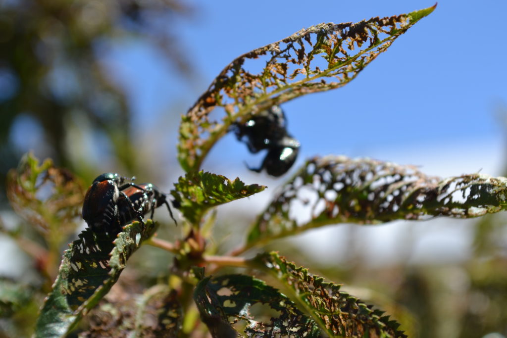 japanese beetles eating linden tree
