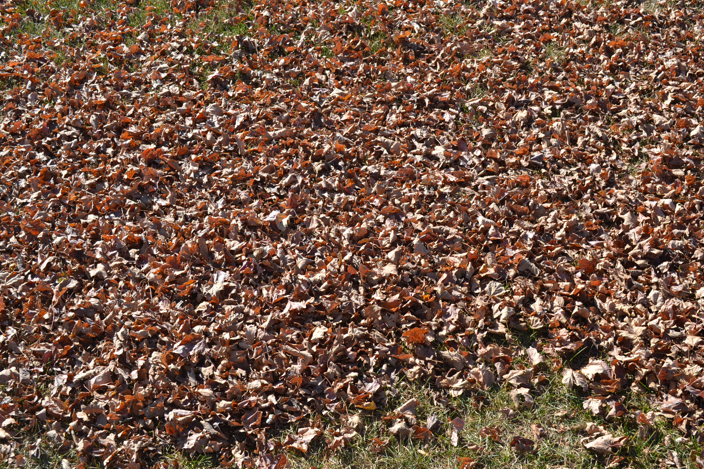 Leaves on Yard - Green Thumb Advice