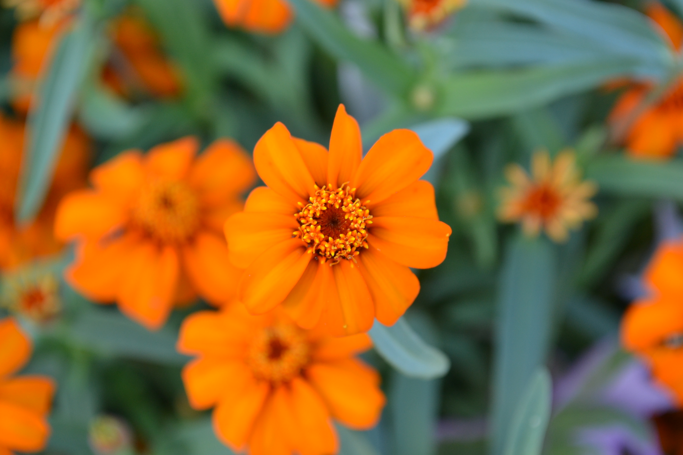 Цветы оранжевого цвета названия и фото. Оранжевые цветы. Оранжевый цветок садовый. Цветы оранжевого цвета. Оранжевые цветы названия.