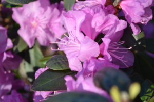 PJM Rhododendron Pink Flowers