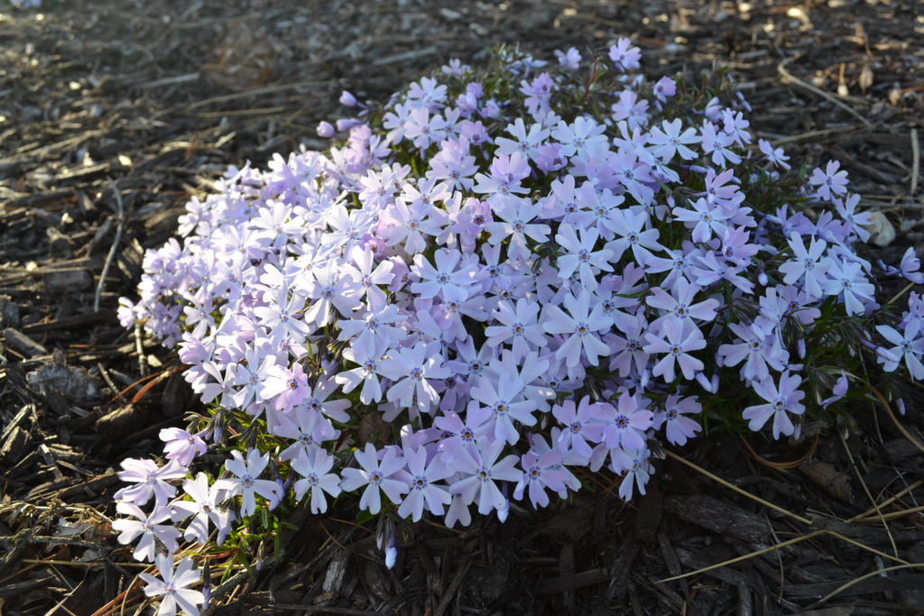 shade ground cover