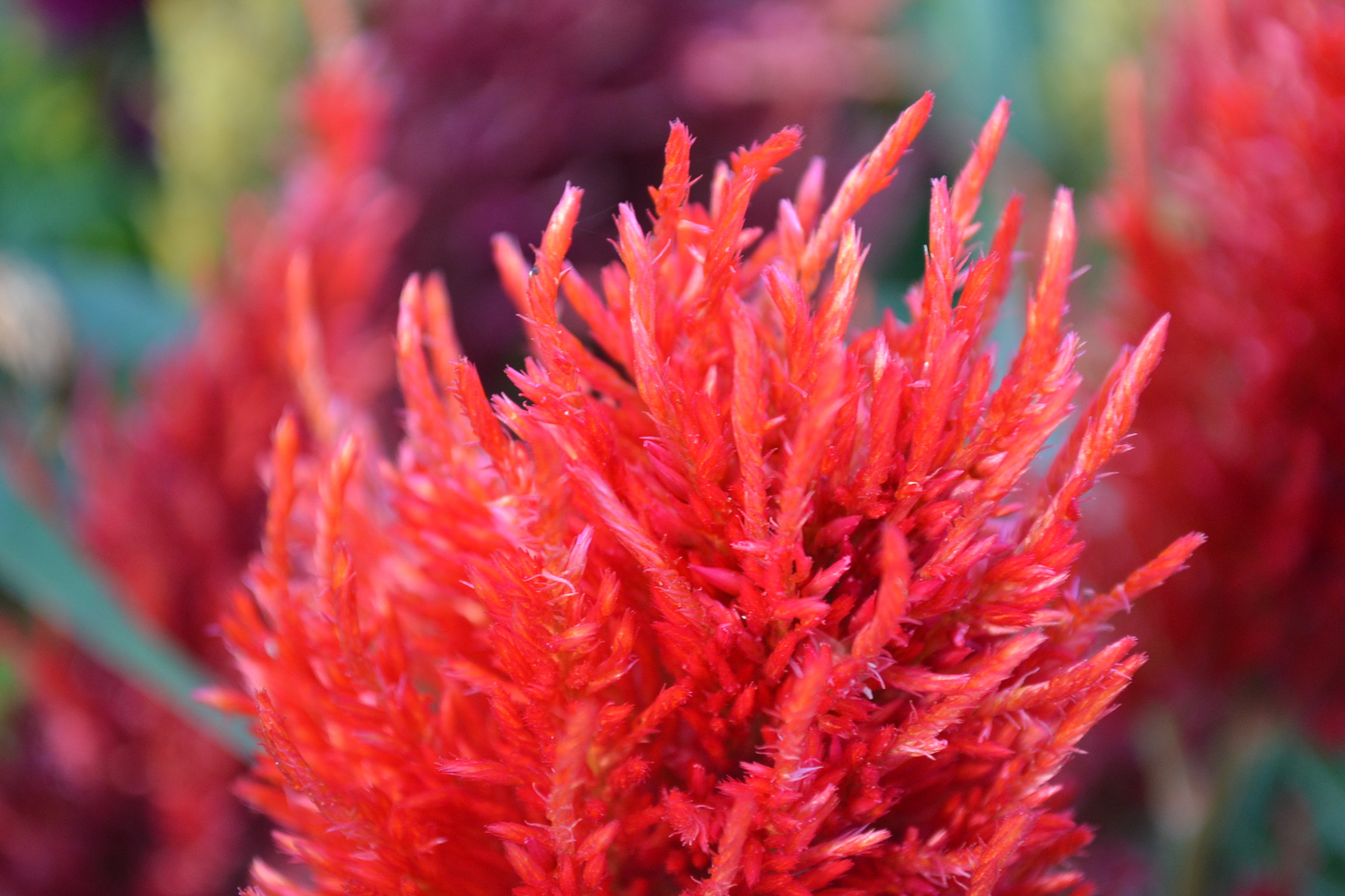 Red Flower Cluster - Green Thumb Advice