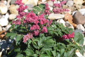 Rheinland Astilbe Perennial Pink Flower