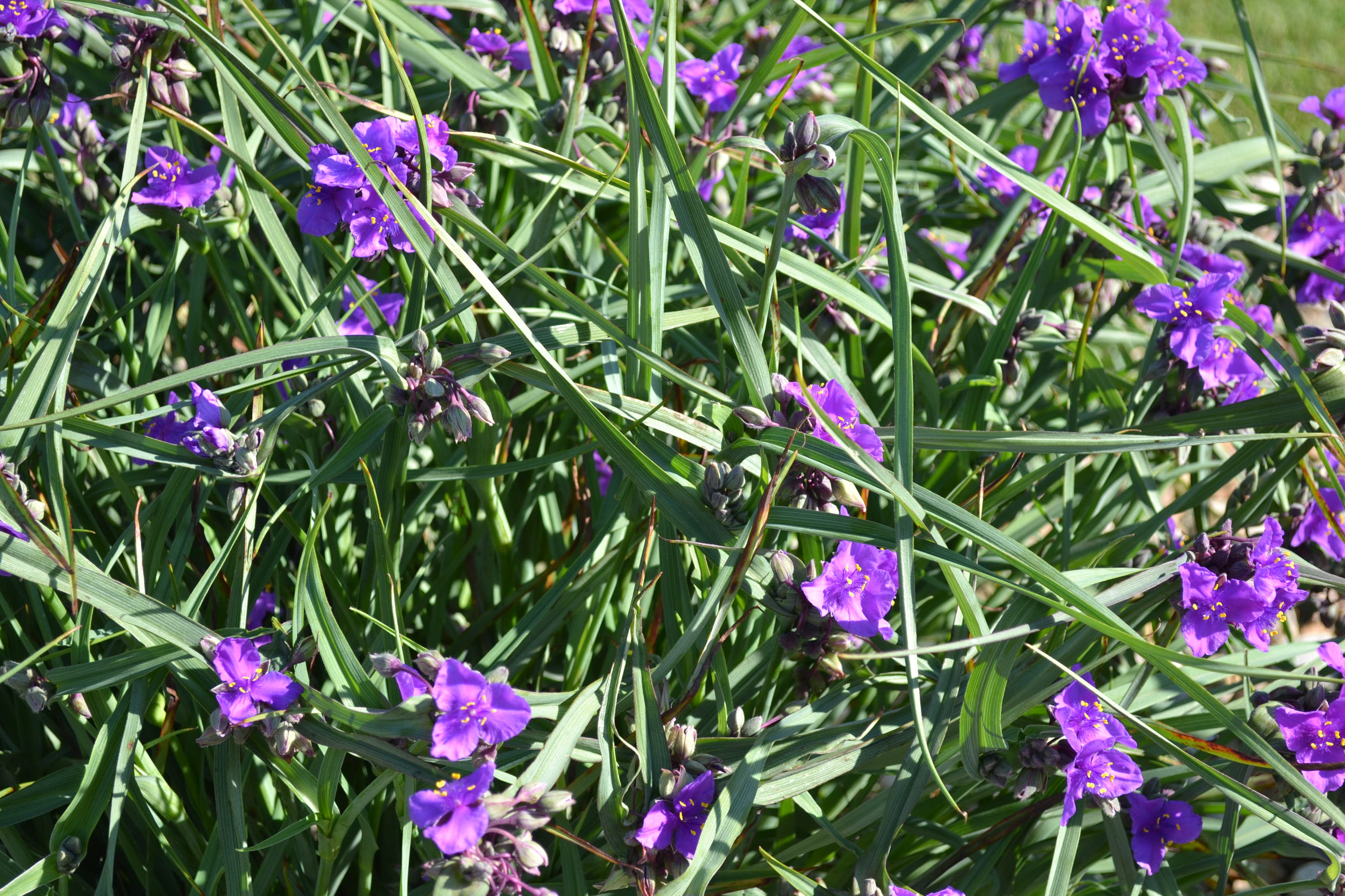 Spiderwort Purple Perennial Flower Cluster 
