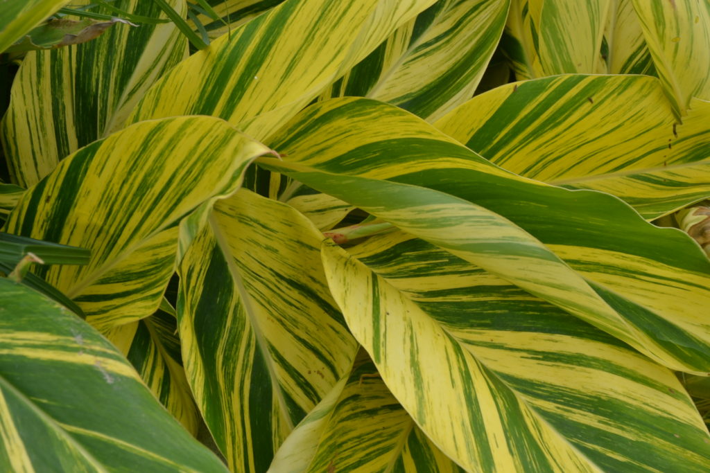 Variegated Yellow and Green Foliage Green Thumb Advice