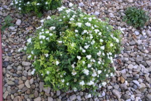 Japanese White Spirea