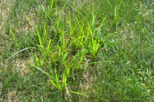 Yellow Nutsedge in Lawn