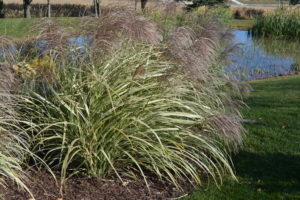 variegated japanese silver grass