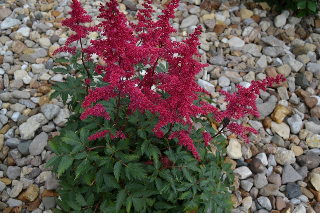 Fanal Astilbe is a Spring Blooming Perennial That Works ...
