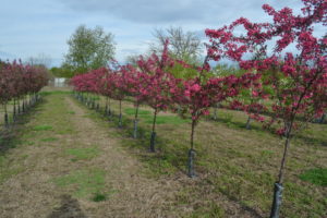 Prairie Fire Crab Apple Trees in Bloom